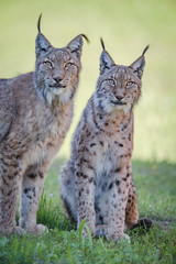 Two lynx sit leaning into the frame