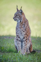 Fototapeta premium Lynx sits on shady grass looking sideways