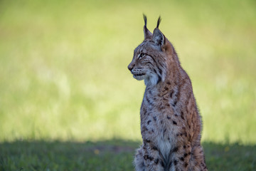 Fototapeta premium Lynx sits on shady grass looking left