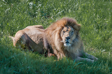 Obraz na płótnie Canvas Male lion lying down looks at camera