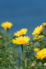 Close Up of California Brittlebush