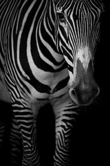 Fototapeta na wymiar Mono close-up of Grevy zebra lowering head