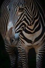 Close-up of Grevy zebra head and legs