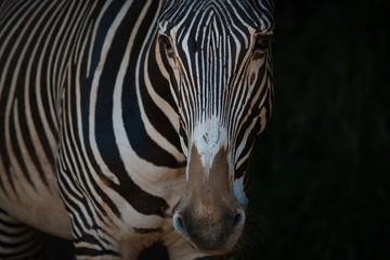 Close-up of Grevy zebra standing in blackness