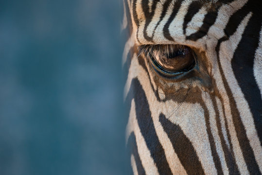 Fototapeta Close-up of right eye of Grevy zebra