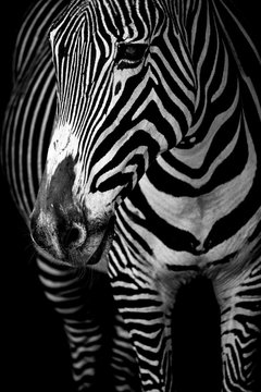 Fototapeta Mono close-up of Grevy zebra from front