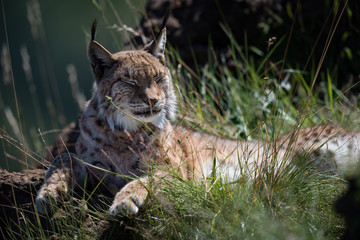 Fototapeta na wymiar Lynx lying on grassy rock closing eyes