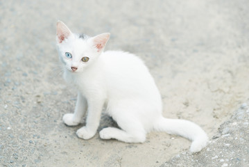 オッドアイの白猫の子猫