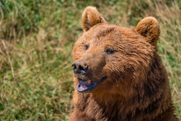 Close-up of brown bear head in sunshine