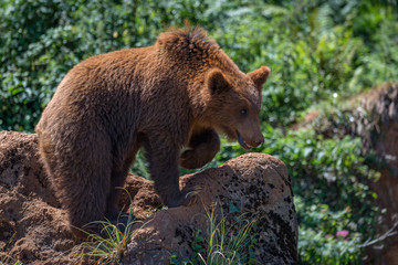 Fototapeta premium Brown bear on rock with lifted paw