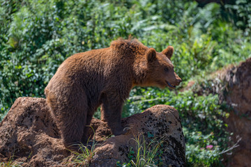 Brown bear standing on rock in undergrowth