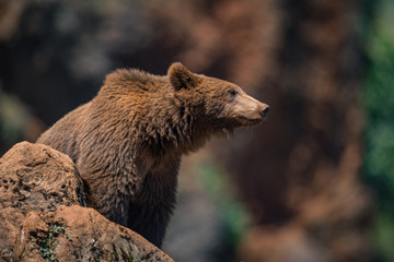 Fototapeta premium Brown bear on rock with blurred background