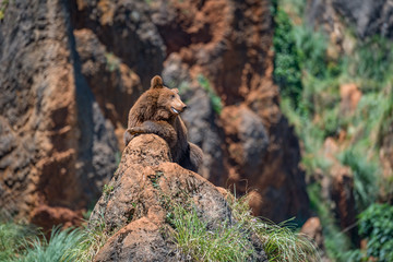 Brown bear on rock with open mouth