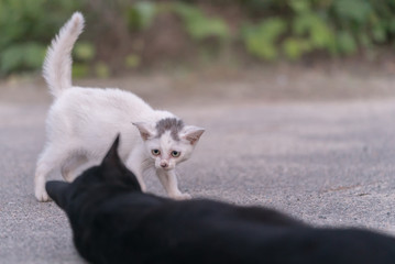 黒猫に挨拶をする白猫の子猫 - obrazy, fototapety, plakaty