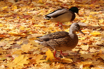 Kaczki w parku © Katarzyna