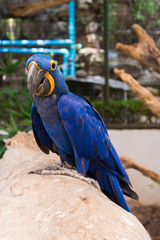 Hyacinth macaw (Anodorhynchus Hyacinthinus) posed on timber