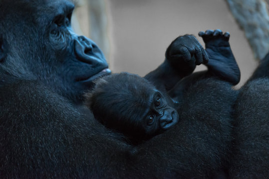 Baby gorilla in arms of watching mother