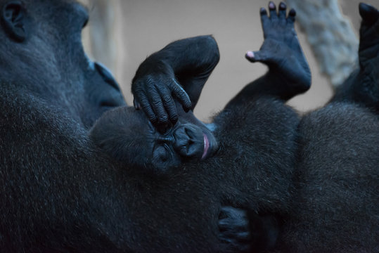 Gorilla baby scratching its eye with mother