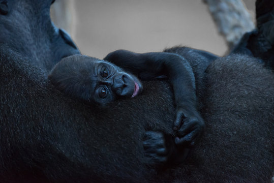 Gorilla baby clinging to arm of mother