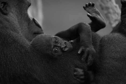 Mono gorilla baby in arm of mother