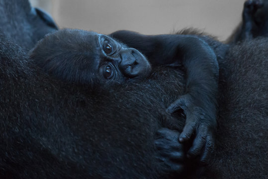 Baby gorilla lying in arms of mother
