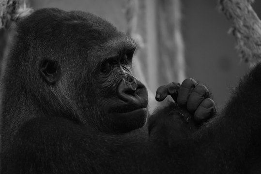 Mono close-up of gorilla head and hands