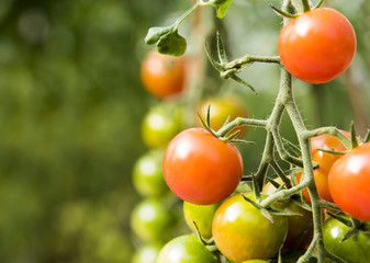 Tomato plant