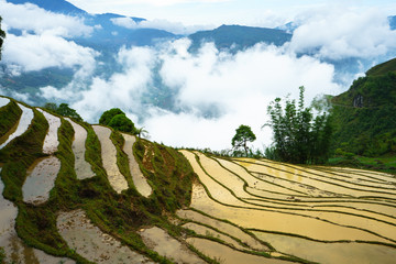 Terraced rice field in water season, the time before starting grow rice, with clouds on background in Y Ty, Lao Cai province, Vietnam