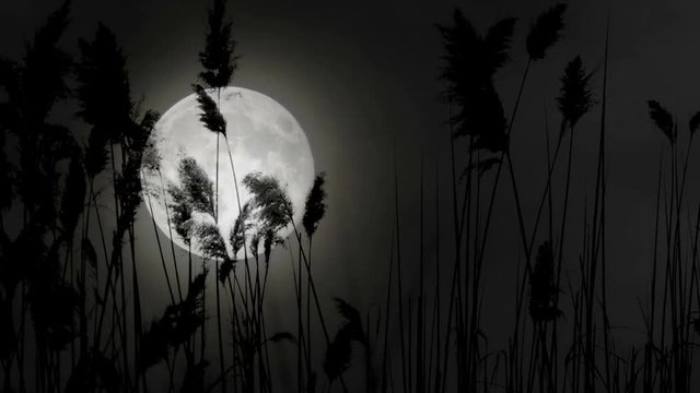 Closeup shot of a super moon