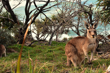 kangourou sur l'île de north stradbroke island - queensland