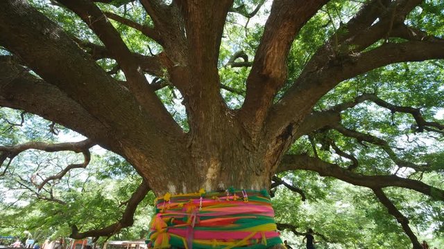 Giant Monky Pod Tree in Kanchanaburi, Thailand