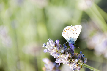 la leggiadra farfalla con le ali a pois, si è posata sul fiore della lavanda