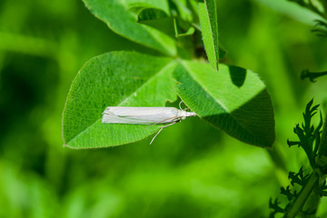 Summer landscape. Grey small moth on a green leaf, closeup, macro
