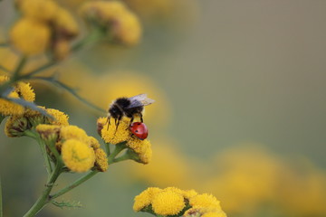 Insekts © Katarzyna
