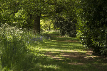 Lovely shallow depth of field fresh landscape of English forest and countryside in Spring sunshine