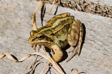 Frog common among the old dry grass on wooden surface, closeup, macro