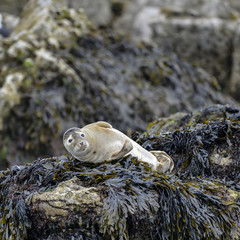 Common Harbor Seals Phoca Vitulina relaxing on rocks in Anglesey Wales