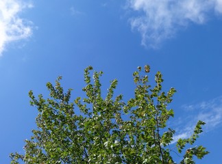 Leaves on branches move on a windy day