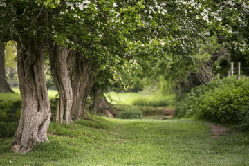 Path through lush shallow depth of field forest landscape in English countryside in Spring