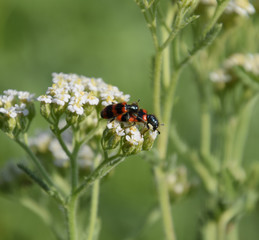 Mating of red beetles on white inflorescences of celandine