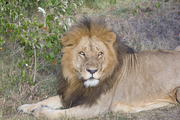 Simba