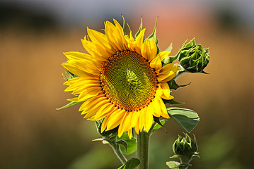 details of a sunflower on a field 