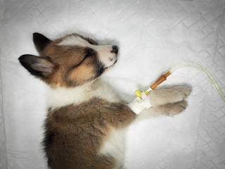 Illness puppy with intravenous anything on the operating table in a veterinary clinic