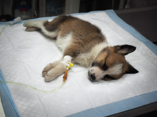 Illness puppy with intravenous anything on the operating table in a veterinary clinic