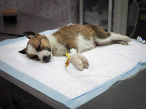 Illness puppy with intravenous anything on the operating table in a veterinary clinic