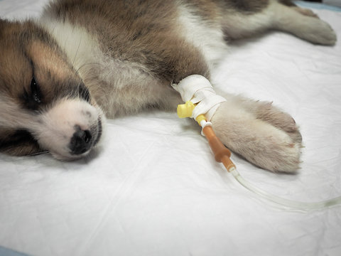 Illness puppy with intravenous anything on the operating table in a veterinary clinic