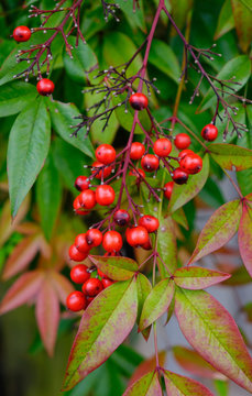 Guelder-rose (Viburnum opulus) ripe dupes