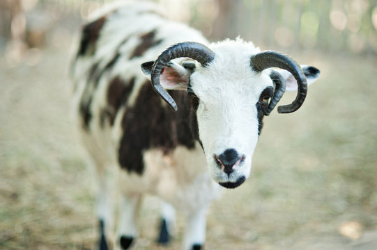 The sheep with four horns Jacob breed