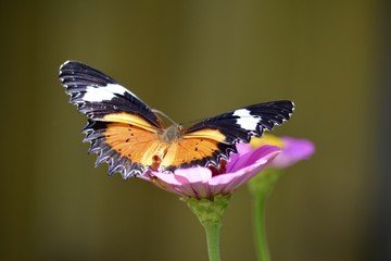 A butterfly collecting nectar from a flower