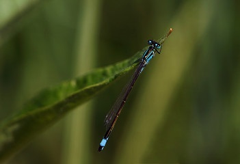 Blaue Libelle von oben auf einem Schilfblatt